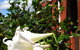 Hi George B&B - thumb 1