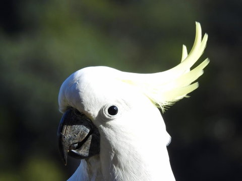 Launceston Wildlife Retreat - Surfers Paradise Gold Coast 1