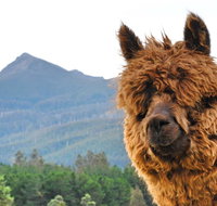 Maydena Mountain Cabins - Surfers Paradise Gold Coast