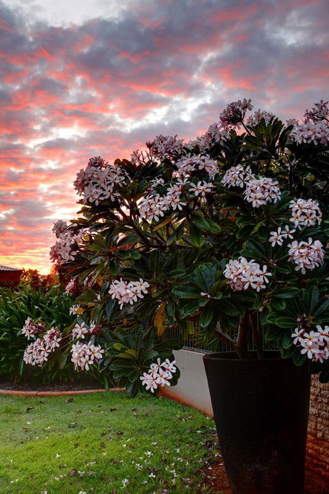Mantra Frangipani Broome - Surfers Paradise Gold Coast 35