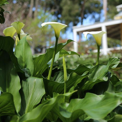 Two Sisters Chalets - Surfers Paradise Gold Coast 32