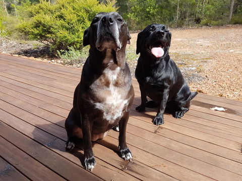 Jarrah Grove Forest Retreat - Surfers Paradise Gold Coast 22