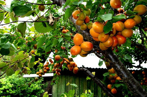 Eureka Farm - Surfers Paradise Gold Coast 8