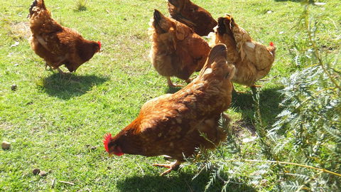 Eureka Farm - Surfers Paradise Gold Coast 27