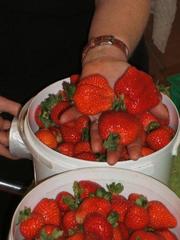 Eureka Farm - Surfers Paradise Gold Coast 17