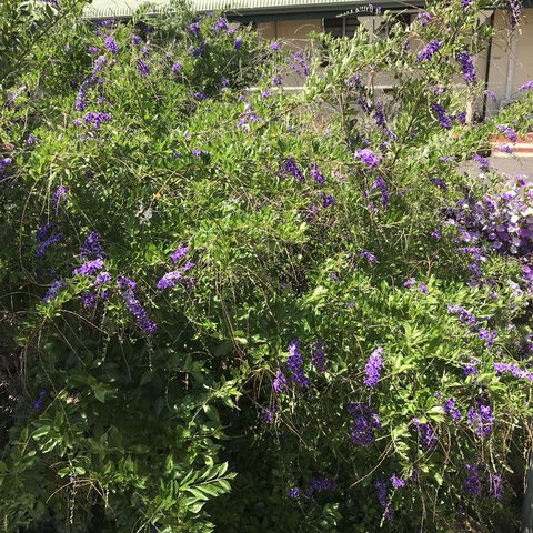 Oasis Motel - Surfers Paradise Gold Coast 3