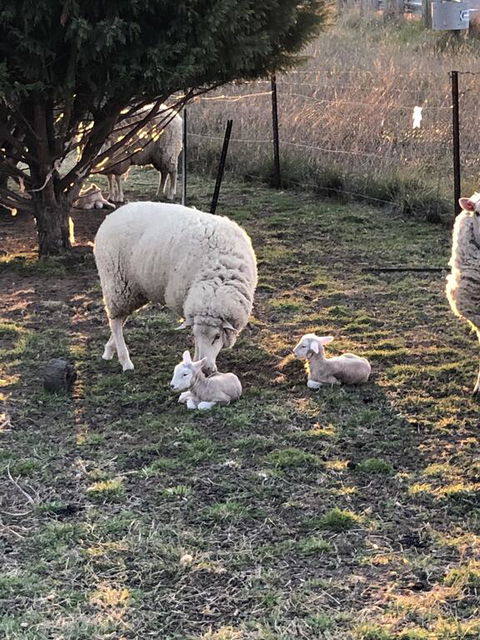 OConnell Retreat BnB - Surfers Paradise Gold Coast 3