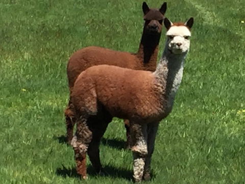 Raynella Alpaca Farmstay - Surfers Paradise Gold Coast 3