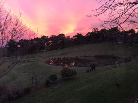 Raynella Alpaca Farmstay - Surfers Paradise Gold Coast 1