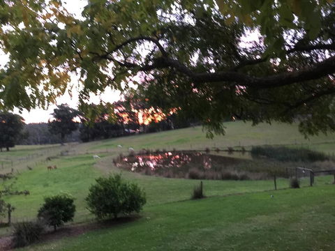 Raynella Alpaca Farmstay - Surfers Paradise Gold Coast 2