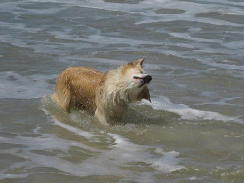 SALTY PAUSE @ BONDI HOUSE - Surfers Paradise Gold Coast 2