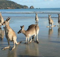 Seaforth Holiday Units - Surfers Paradise Gold Coast