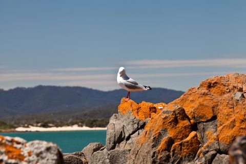 Pearl Hawley Beach - Surfers Paradise Gold Coast 41