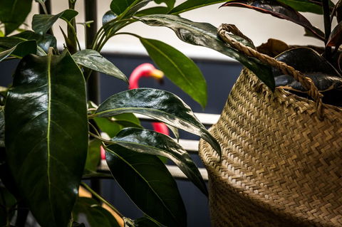 Alabama Hotel Hobart - Surfers Paradise Gold Coast 25