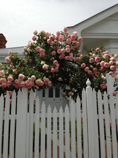 White Dove Cottage Bed And Breakfast - Surfers Paradise Gold Coast 10