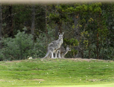 RACV Goldfields Resort - Surfers Paradise Gold Coast 20