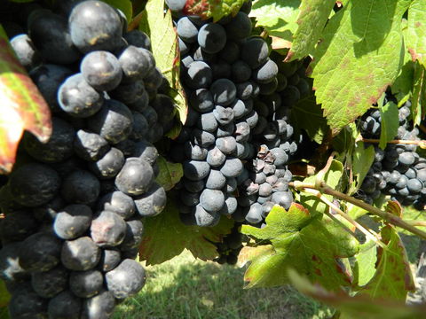 Haig Avenue - Surfers Paradise Gold Coast 17