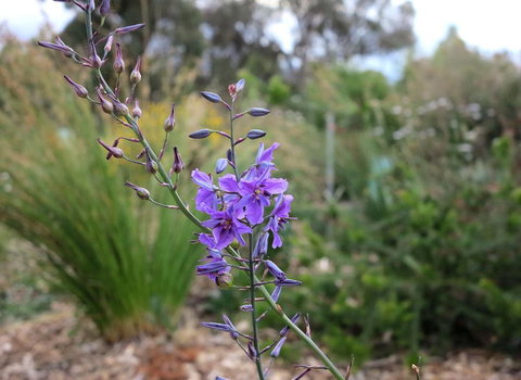 The Chocolate Lily Bed & Breakfast - Surfers Paradise Gold Coast 3