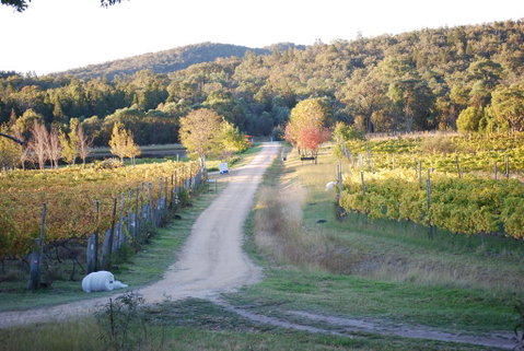 Twisted Gum Vineyard Cottage - Surfers Paradise Gold Coast 1