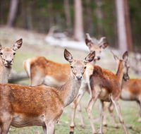 Villa Cervi Property - Surfers Paradise Gold Coast