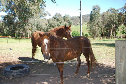 Bluegum Ridge Cottages - Surfers Paradise Gold Coast 34
