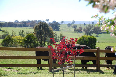 Bluegum Ridge Cottages - Surfers Paradise Gold Coast 33