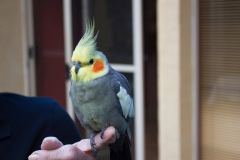 Marwood Villas - Surfers Paradise Gold Coast 33