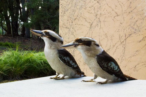 Marwood Villas - Surfers Paradise Gold Coast 13