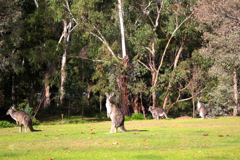 Marwood Villas - Surfers Paradise Gold Coast 28