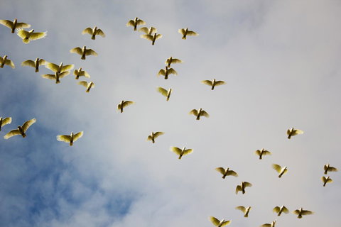 Marwood Villas - Surfers Paradise Gold Coast 36