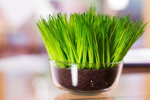 Marwood Villas - Surfers Paradise Gold Coast 17