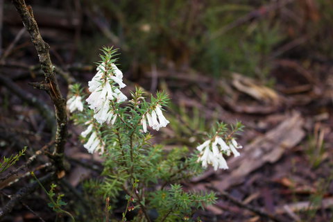 Marwood Villas - Surfers Paradise Gold Coast 37