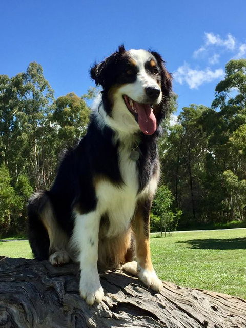 Bundjil Studio - Surfers Paradise Gold Coast 13