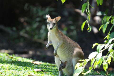 Sanctuary Palm Cove - Surfers Paradise Gold Coast 6