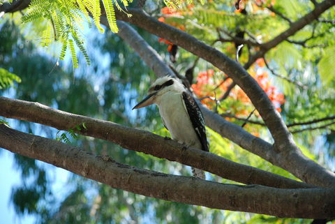 Sanctuary Palm Cove - Surfers Paradise Gold Coast 7