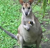 Bluewater Bed  Breakfast Cairns - Surfers Paradise Gold Coast