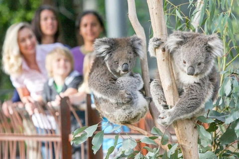 A 3BR Apt Next To Melbourne Zoo FREE Parking - Surfers Paradise Gold Coast 2