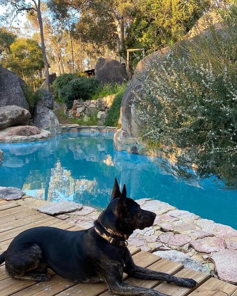 A Paradise For Dogs And A Magical Retreat For Hoomans - Surfers Paradise Gold Coast 4