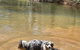 A Paradise For Dogs And A Magical Retreat For Hoomans - thumb 2