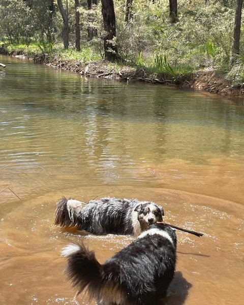 A Paradise For Dogs And A Magical Retreat For Hoomans - Surfers Paradise Gold Coast 2