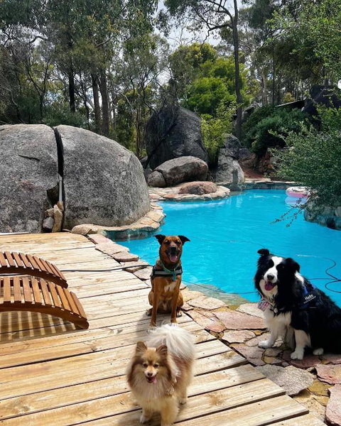A Paradise For Dogs And A Magical Retreat For Hoomans - Surfers Paradise Gold Coast 1