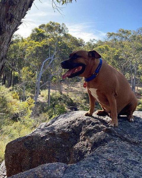 A Paradise For Dogs And A Magical Retreat For Hoomans - Surfers Paradise Gold Coast 3