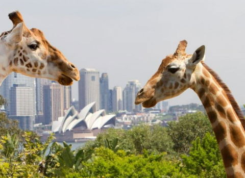 Art Deco 2-Bed Close To City And Harbour - Surfers Paradise Gold Coast 0