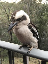 Book Tallebudgera Accommodation Vacations Surfers Paradise Gold Coast Surfers Paradise Gold Coast