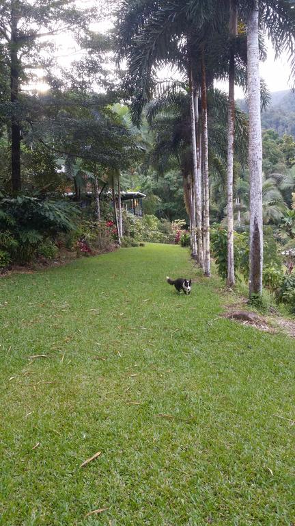 A Daintree Garden - Surfers Paradise Gold Coast 1