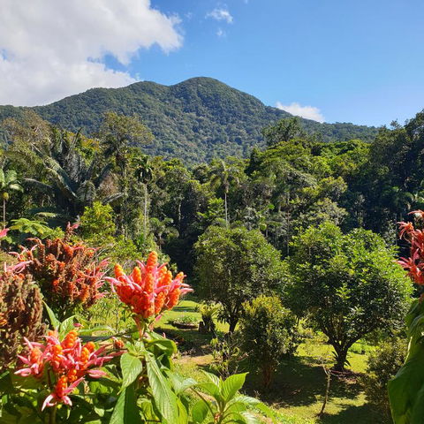 A Daintree Garden - Surfers Paradise Gold Coast 3