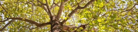 Poplar Tourist Park - Surfers Paradise Gold Coast 1