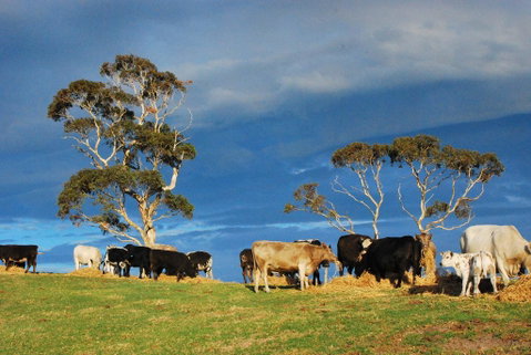 Back Valley Farm Stay Bed And Breakfast - Surfers Paradise Gold Coast 2
