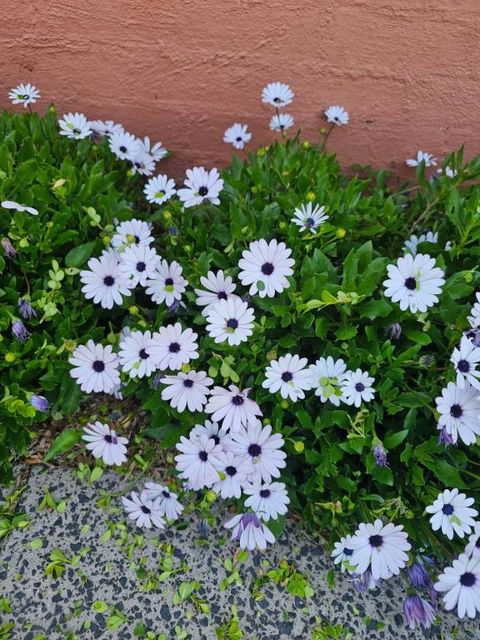 Reverie - Surfers Paradise Gold Coast 2