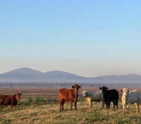 Rosemont By Tiny Away - Surfers Paradise Gold Coast 3